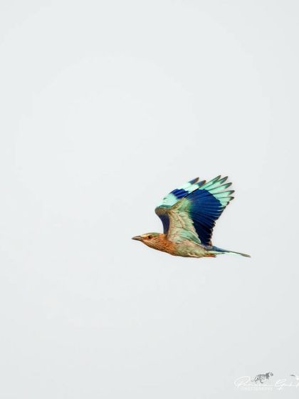 An Indian Roller in flight against a white sky, showing the brilliant blue of its wings.