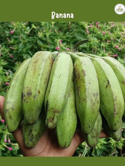 A hand holding a bunch of green, unripe bananas from the farm. These can be used as a vegetable for cooking traditional dishes like sabzis and curries.