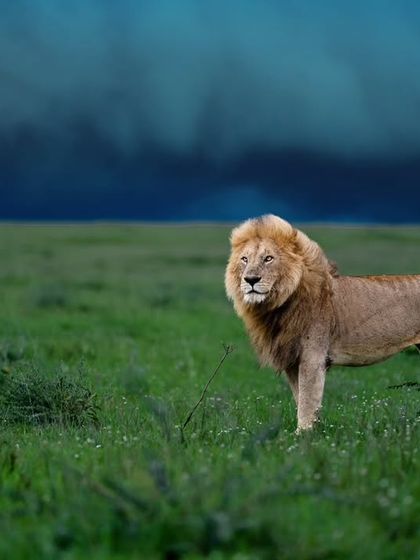 Lions & Cheetahs of the African Savannah photo 19