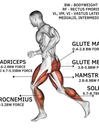 An infographic showing the major muscle groups used in running, like the glutes, quadriceps, and hamstrings. Understanding the biomechanics helps us target these areas in our strength training for better performance and injury prevention.