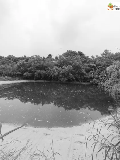 The calm surface of a pond reflects the dense greenery of the restored forest. This serene image showcases the ecological balance we strive to create, where land and water work in harmony.
