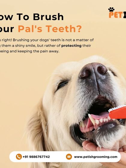 Petish Grooming - Mobile Grooming for Dogs & Cats Pet Care Tips & FAQs photo 3