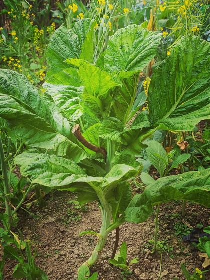 A tall stalk of mustard greens, ready to be picked. The yellow flowers in the background are a beautiful sight.