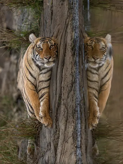 Thinking out of the box. This is a creative perspective using a reflection to create a symmetrical, almost abstract image of a tiger. Pushing boundaries and finding new ways to see the world is what makes photography exciting.
