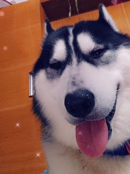 A happy Husky face, full of mischief and love.