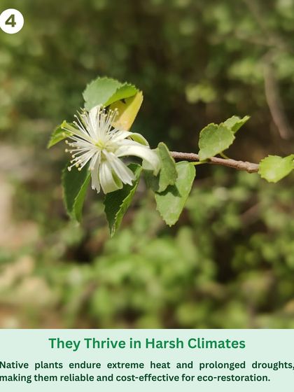 The delicate white flower of a native Gangeti shrub. Native plants are adapted to endure extreme heat and drought, making them reliable and cost-effective for large-scale eco-restoration.