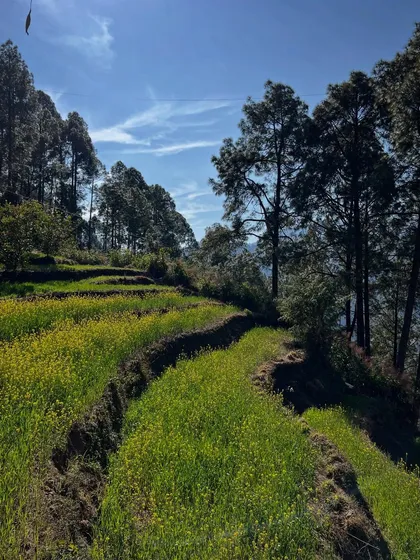 The agricultural terraces of Uttarakhand, glowing with mustard flowers, form the context for our projects. We design our buildings to sit gently within these man-made landscapes, respecting centuries of cultivation.