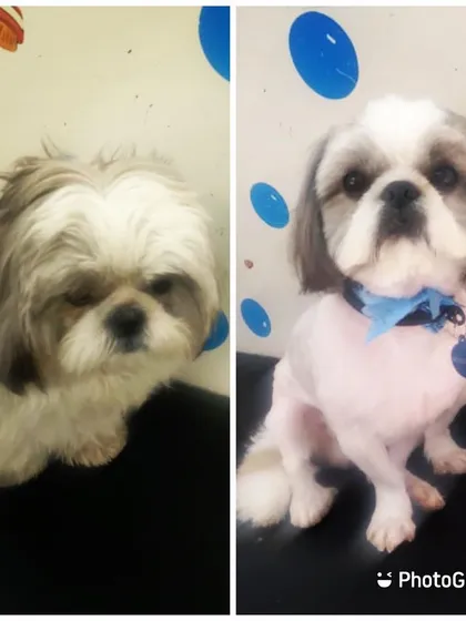 A summer cut can make a huge difference. This Shih Tzu is now ready for the heat with a shorter, easy-to-maintain style.