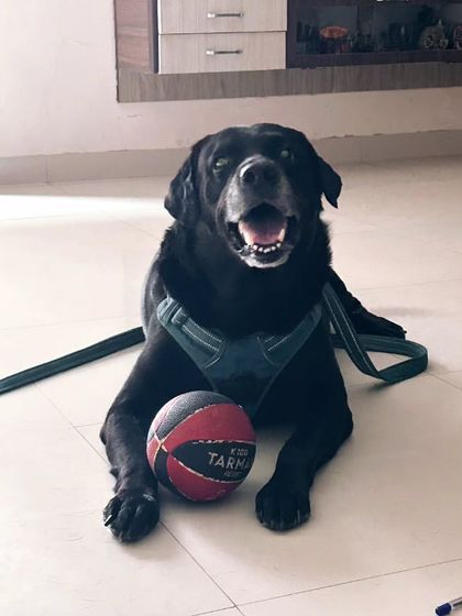 This happy black lab is ready to play. A ball is a great tool for training, exercise, and bonding. A playful dog is a happy dog!
