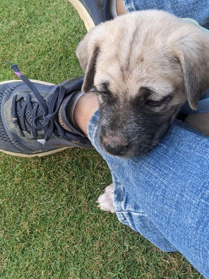 PL Paws - Dog Fostering Program Happy Tails: From Foster to Family photo 12