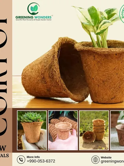Our 100% biodegradable coir pots are an excellent choice for eco-conscious gardeners. Made from natural coconut husk fibers, they promote healthy root growth and reduce transplant shock, as seen here with this thriving succulent.