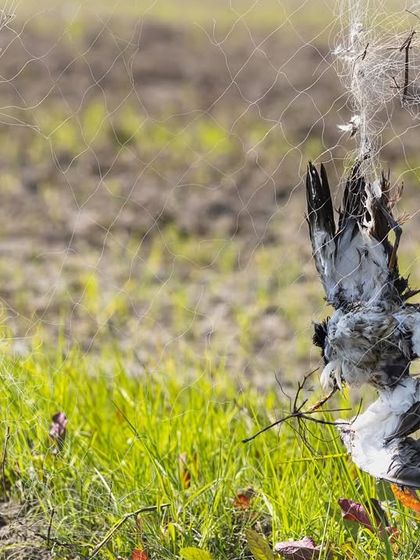 More victims of the nets at Najafgarh. These nets, possibly set for geese, indiscriminately kill many other non-target species.