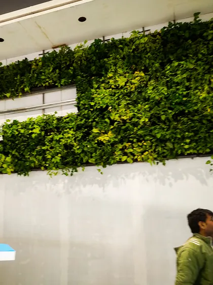 For large indoor spaces, I can install high-reaching green walls using trailing plants like money plants. This setup at the Auto Expo Component 2023 added a layer of natural texture and color to an otherwise plain wall, improving the hall's overall ambiance.