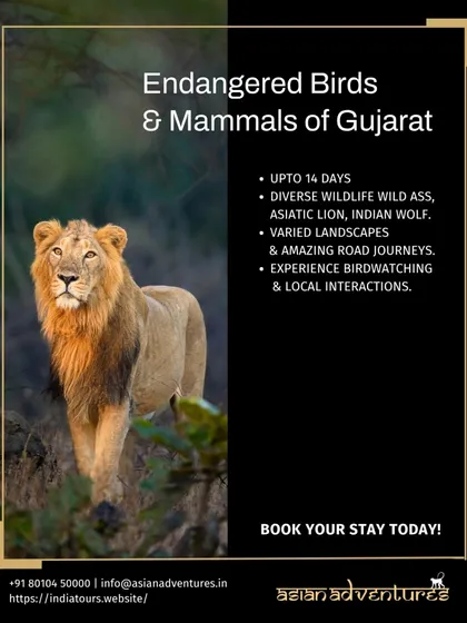 Our tour poster for Gujarat showcases the magnificent Asiatic Lion, the star of our expeditions in the region. We cover the state's diverse habitats, from the grasslands of Velavadar to the forests of Gir.