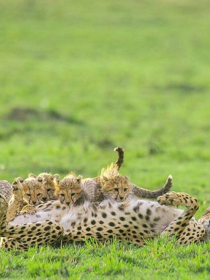 African Journeys: Savannahs, Jungles, and Great Apes photo 58