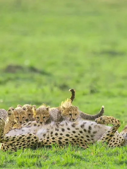 Cheetah mother Risasi is completely covered by her many cubs. Raising a large litter is an immense challenge, and this image captures both the chaos and the affection of a cheetah family.