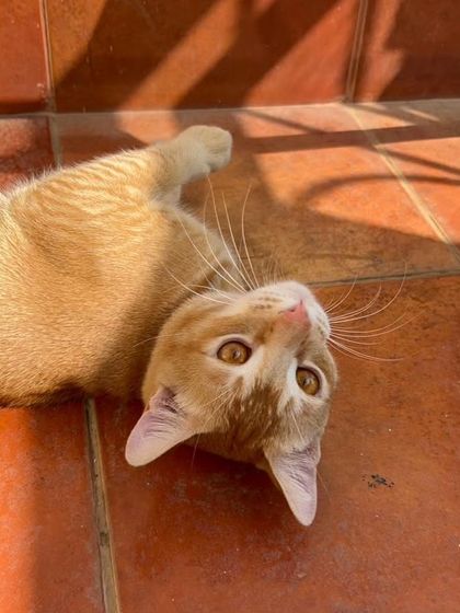 Yuki enjoying a good stretch in the sun. I make sure to send you plenty of photos so you can see your cat is happy, relaxed, and well-cared for.