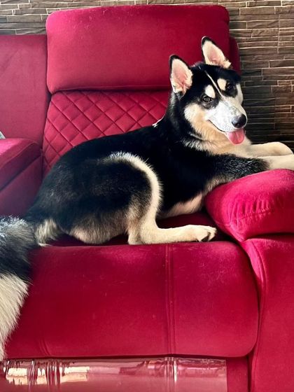 Zoella Dog Training - Puppy Foundation Training Welcome to the Pack! photo 10