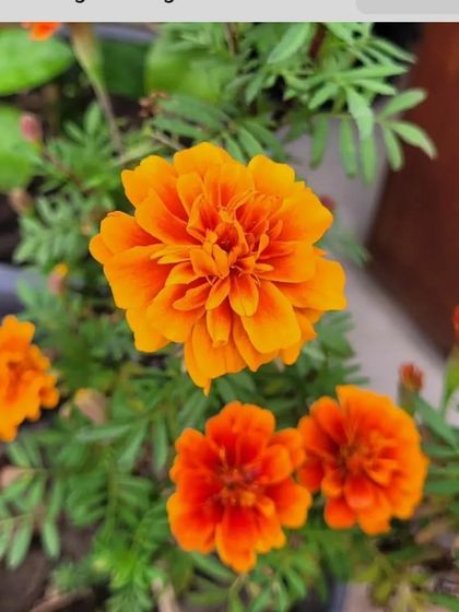 A close-up of a bright orange French Marigold flower. These are very easy to grow from saplings.