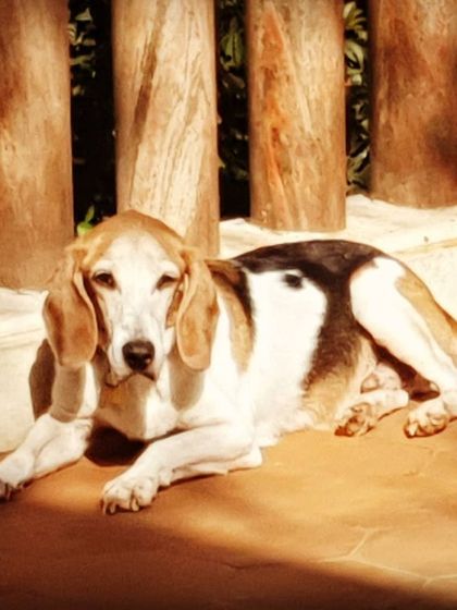 The Urban Dawg - In-Home Dog Boarding The Rooftop Playground photo 4