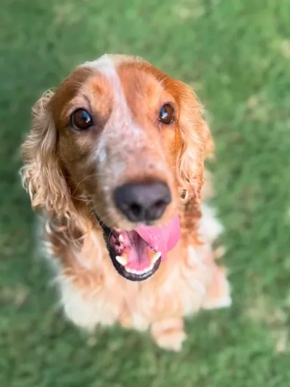 The beautiful, smiling face of Evoo, a sweet Cocker Spaniel. Her joy is infectious.
