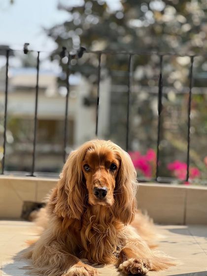 Posto enjoying a quiet moment in the sun during the spring festival at Santiniketan.