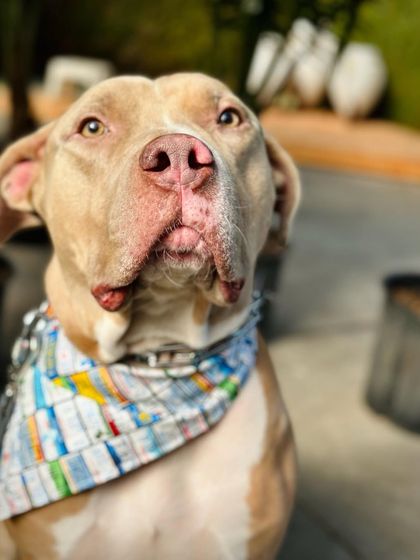 Tulsa Dog Trainer - Immersive Board & Train Programs Building a Confident Canine photo 7