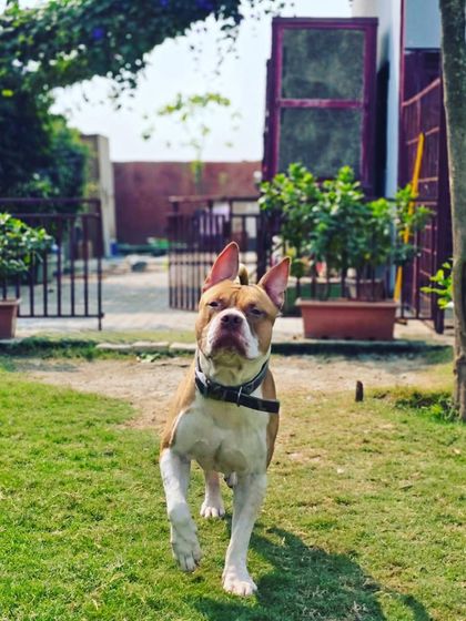 An American Pitbull Terrier confidently striding through the facility grounds.