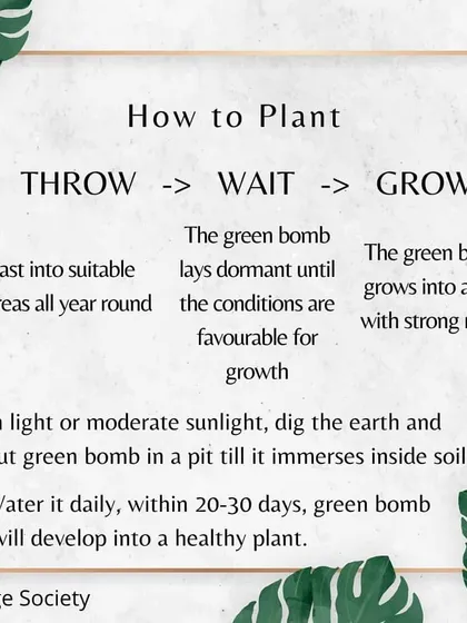 The process is simple: Throw, Wait, Grow. Once thrown, the seed bomb waits for favorable conditions to sprout, eventually growing into a healthy plant with strong roots.