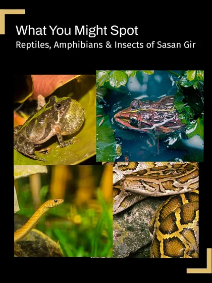 A collage showcasing the variety of reptiles and amphibians you might spot on our herping trails in Sasan Gir, including frogs, toads, and snakes like the python.