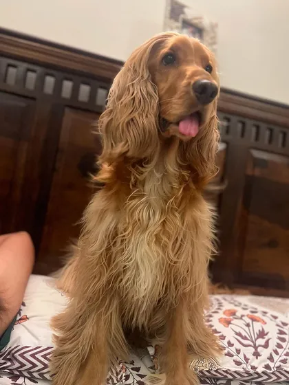 Posto sitting on the bed like the king of the castle. This is his favorite spot.