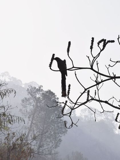 Manya Upadhyay - Travel & Documentary Photography Wildlife Encounters photo 64