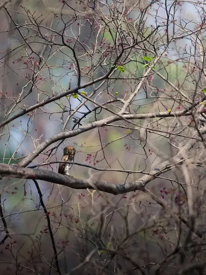 Another habitat shot of a Jungle Owlet, almost hidden within the complex network of branches, showcasing its excellent camouflage.