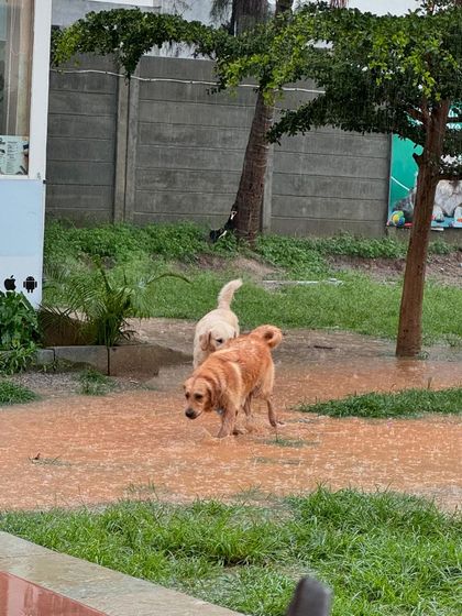 Even a sudden rain shower can't stop the fun at the dog park.