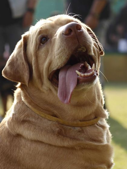 A big happy smile from one of our party animals. We love seeing our guests so full of joy.