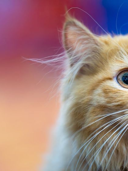 A creative, cropped portrait of the ginger cat, playing with color and composition.