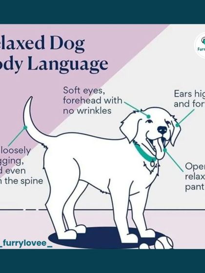 Understanding your dog's body language is essential. This infographic shows the signs of a relaxed and happy dog, from soft eyes to a loosely wagging tail.