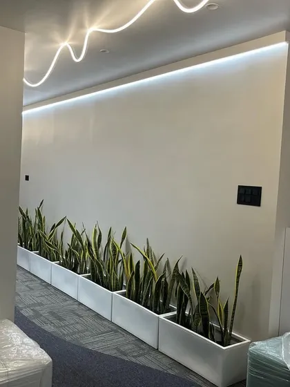 A simple yet effective installation for an office corridor. A long row of Snake Plants in clean, white rectangular planters adds a touch of modern, low-maintenance greenery that brightens up the minimalist space.
