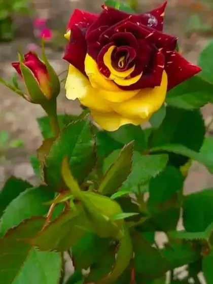 Nature's artistry at its finest. I stock unique and beautiful flowering plants like this two-toned rose, perfect for adding a special touch of color to your garden.