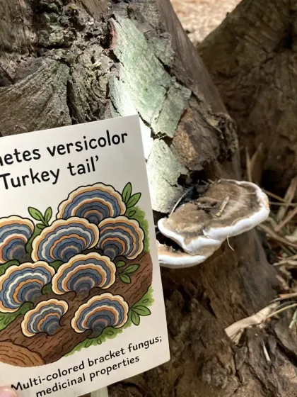 Identifying a "Turkey tail" mushroom. We use clear, illustrated cards to help kids learn the names and properties of different fungi.
