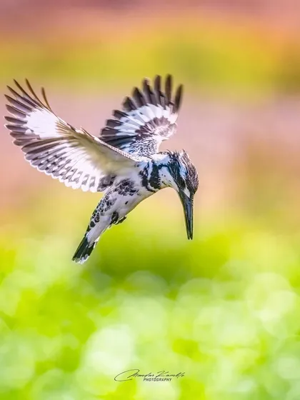 A different angle of a Pied Kingfisher's dive, this time against a colourful, bubbly background. The soft focus on the background foliage adds a dreamy quality to this high-action moment.