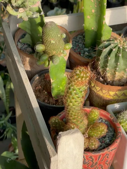 A look at some of the unique shapes and textures in my cactus collection. This one has interesting offshoots, or pups, growing from its side. These can eventually be separated to create new plants.