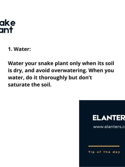Snake Plant Care: Water. The most important rule is to avoid overwatering. Water only when the soil is completely dry to the touch.
