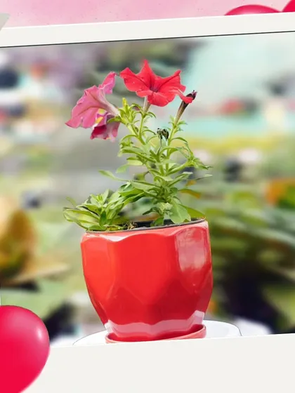 A potted Petunia in a bright red ceramic pot, making for a perfect, colorful gift.