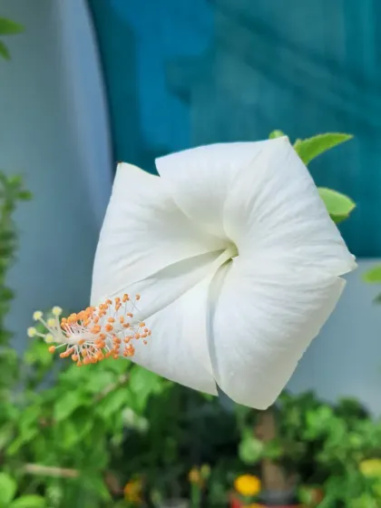 Bhardwaj - Urban Gardening Consultation A Riot of Colorful Flowers photo 39