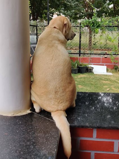 Poulomi Dhar - Dog Boarding & Daycare Our Cage-Free Home Environment photo 6