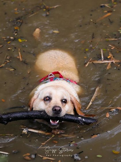 Sniff Stories - Pet Videography Paws, Splashes, and Muddy Noses photo 5