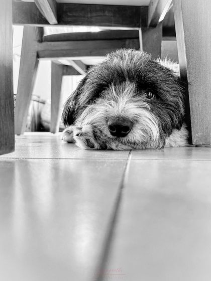 A slightly wider angle of Bozo under the chair, this time with a classic eye-roll. Pets have so much personality!