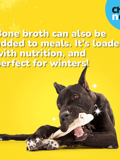 Bone broth can also be added directly to your pet's meals. It's loaded with nutrition and is a perfect, warming addition for cold winter days.