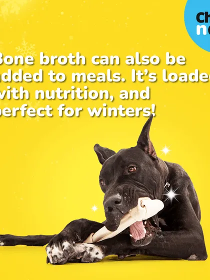 Bone broth can also be added directly to your pet's meals. It's loaded with nutrition and is a perfect, warming addition for cold winter days.